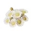 Chamomile