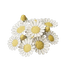 Chamomile