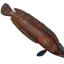 Grilled Stripetail