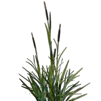 Cattail Seedling