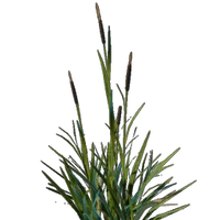 Cattail Seedling