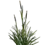 Cattail Seedling