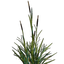 Cattail Seedling
