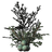 Juniper Berries