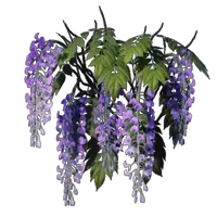 Wisteria