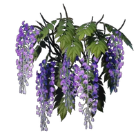 Wisteria
