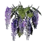 Wisteria