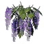 Wisteria