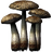 Namira's Rot