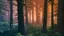 Black Forest