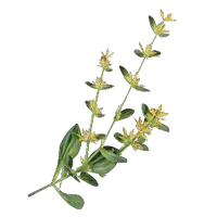 Gentian
