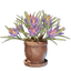 Saffron Plant Pot