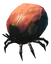 Tick