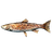 Cooked Arctic Char