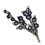 Wolfsbane