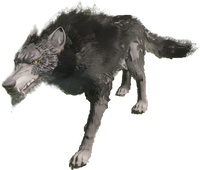 Wolf
