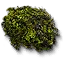 Hornwort