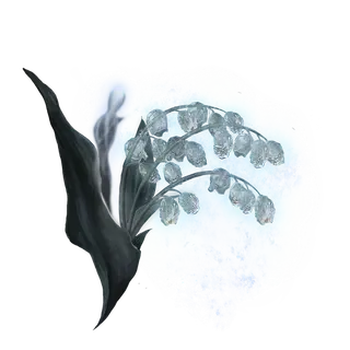 Ghost Glovewort [6]
