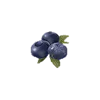 Blueberry