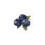 Blueberry