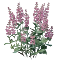 Sage Seedling