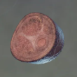 Enshrouded Grilled Sand Digger Meat.webp