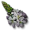 Verbena