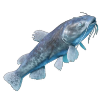 Shockfin