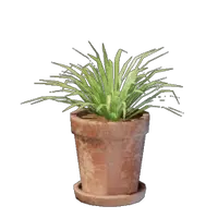 Small Grass Pot