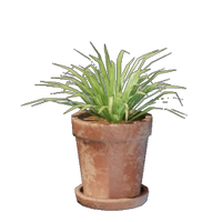 Small Grass Pot