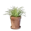 Small Grass Pot