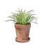 Small Grass Pot