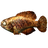 Cooked Pearlfish
