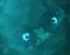 Shroud Gazer