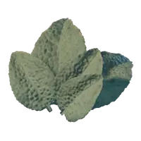 Sage Leaves