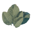 Sage Leaves