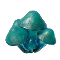 Azure Russula Seedling
