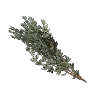 Thyme
