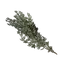 Thyme