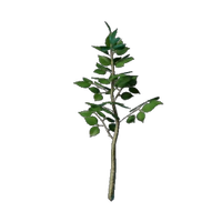 Basswood Tree Seedling
