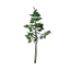 Basswood Tree Seedling