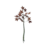 Revelwood Red Leaf Seedling