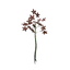Revelwood Red Leaf Seedling