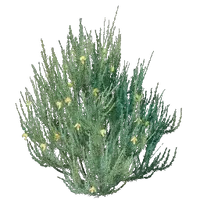Rooibos Seedling