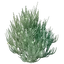 Rooibos Seedling