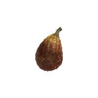 Ripened Fig