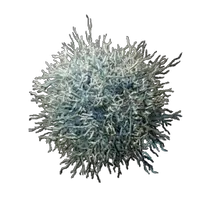 Mycelium