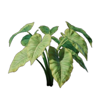 Taro Seedling