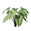 Taro Seedling