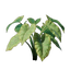 Taro Seedling